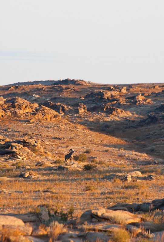 Argali At Sunrise